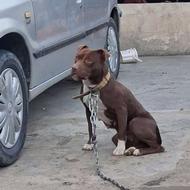 پیتبول ماده