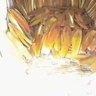 کوزن‌نر‌برای‌نخله‌در‌سراوان‌است