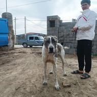 آلابای یک ساله