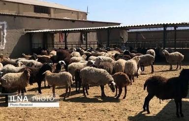 اجاره دامداری در روستای ندری