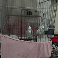 یه جفت عروس هلندی آلبینووآلبینودوکت