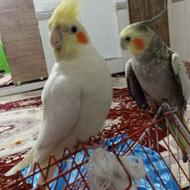 یک جفت عروس هلندی