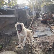 واگذاری سگ افغان نصل زنبور