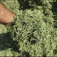 یونجه خالص حدود چهارتن خورد شده داخل انبار