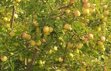 فروش باغ سیب