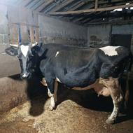 فروش یک راس گاو هلشتاین