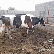 گاو شیری اصل