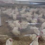 فروش مرغ ارگانیک