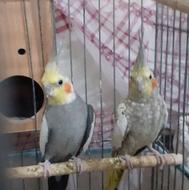 عروس هلندی جفت خورده آماده