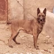 واگذاری سگ مالینویز