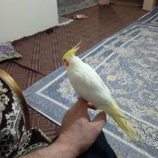 عروس هلندی اهلی