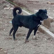 سگ سرابی اصل واگذاری