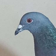 کفتر پلاکی ماده