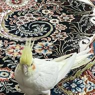 طوطی عروس هلندی