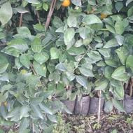 نهال خونی و خونی موزی،تامسون