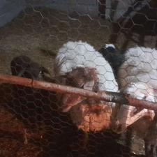 دوعدد گوسفند مادر بره