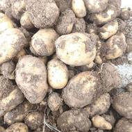 سیب زمینی جیلی بزرمدل402سالم ولی درهم می فروشم 190کیسه نقدی