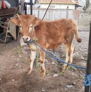 2تا گوساله نر چالوسی