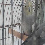 عروس هلندی نرسخنگو وماده وجوجه