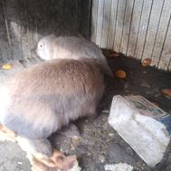 2 عدد خرگوش نر شکلاتی لپ اصل