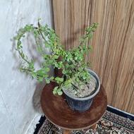 گل کراسولا خرفه ای