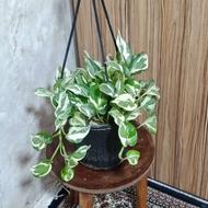 گل پتوس ارتشی