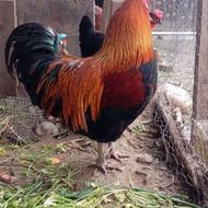 خروس. (با خریدار واقعی راه میام)