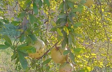 فروش زمین باغی کشاورزی مسکونی