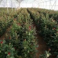 کنده گل رز هلندی