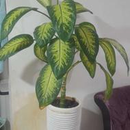 گل دیفن بزرگ و سرحال فروشی