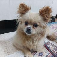 سگ یک سال نیم