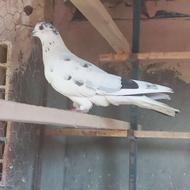 دوجفت نر ماده کفتر پریشی