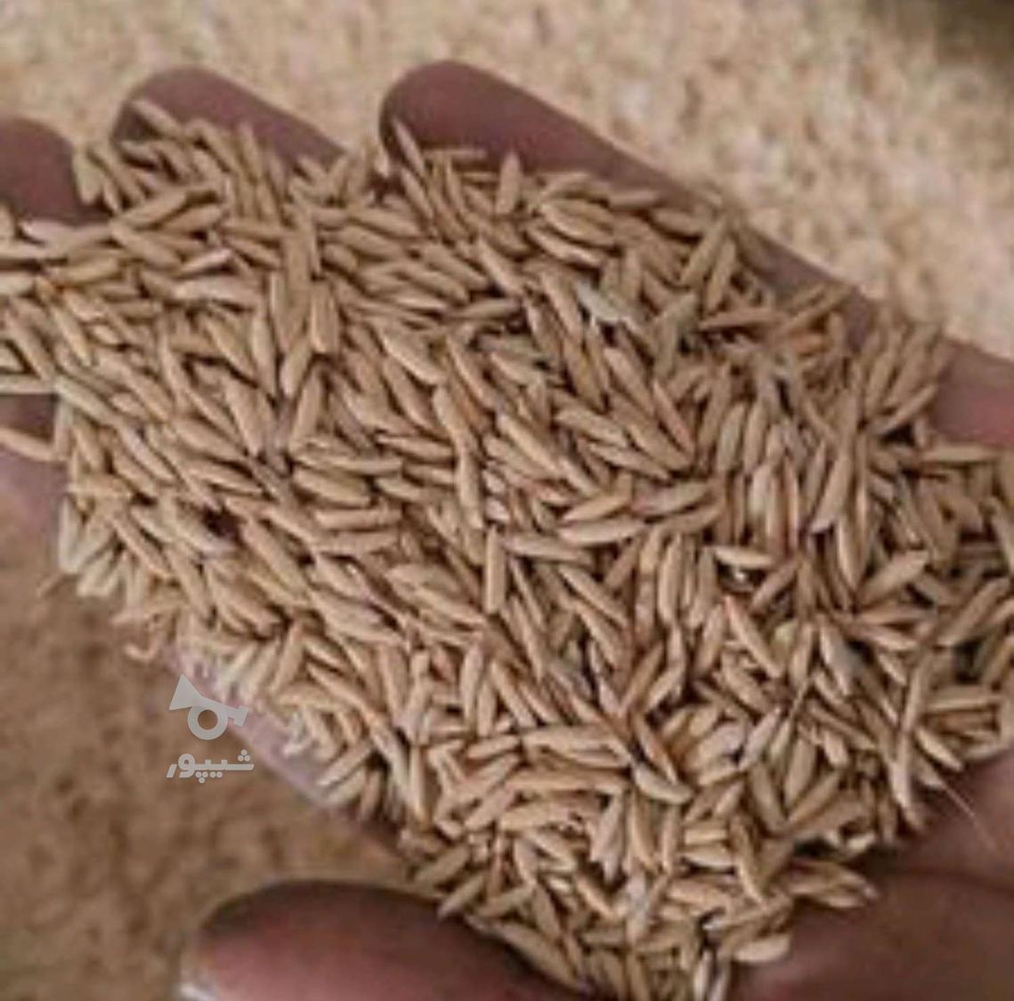 بذر شالی طارم هاشمی