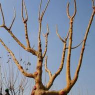 هرس و پیوند وشخم با تیلر