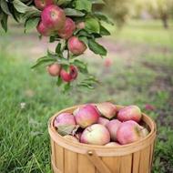 وانت پیکان 92 عروسک