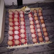 تخم نطفه دار محلی کرچ شو