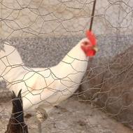 خروس لری اصیل قلم سبز سفید کمیاب