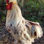 خروس سلطان.