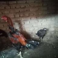 خروس لاری اصل