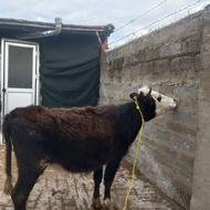 گاو قربانی دورگ سیمینتال نزاییده