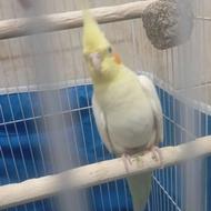 عروس هلندی سالم