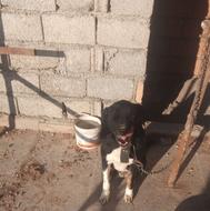 واگذاری سگ نگهبانی...