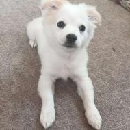 توله پامر اشپیتز ماده واگذاری