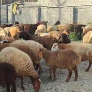 گوسفند ماده کشتاری همه چاق