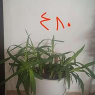 گل سرحال یوکا بونسای باگلدون سرامیکی بزرگ