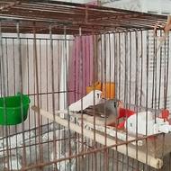 یک جفت کبوتر با فنچ