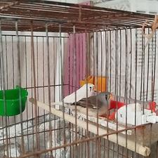 یک جفت کبوتر با فنچ