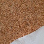 ارزن ایرانی