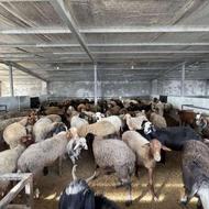 گوسفند با بره فروشی