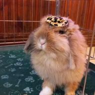 واگذاری رایگان خرگوش لوپ اوکراینی